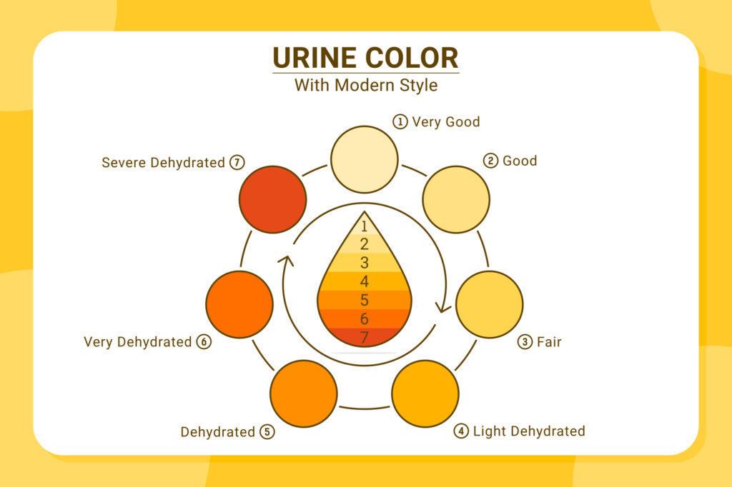 Urine color - Dehydration levels infographic
